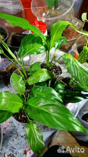 Спатифиллум Лауретта Королевская, Альтернантера