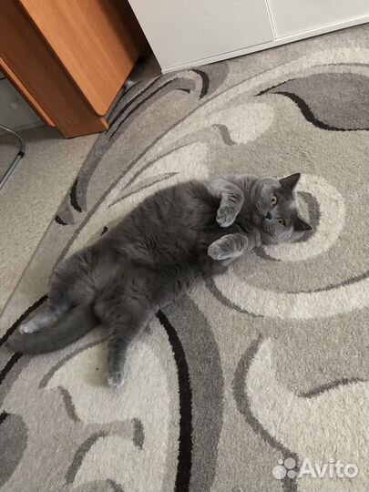 Британская кошка