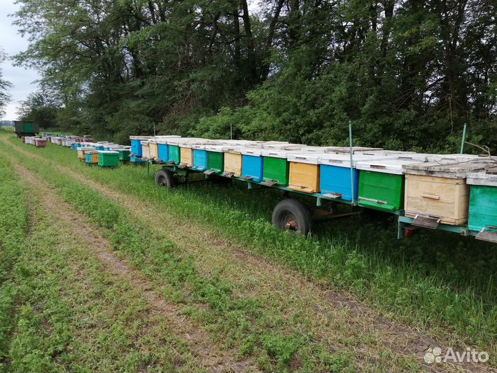 Пчелоприцеп