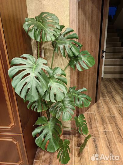 Монстера Манки маск, монстера деликатесная