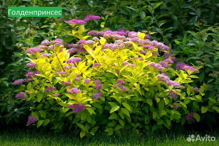 Спирея (разные сорта)