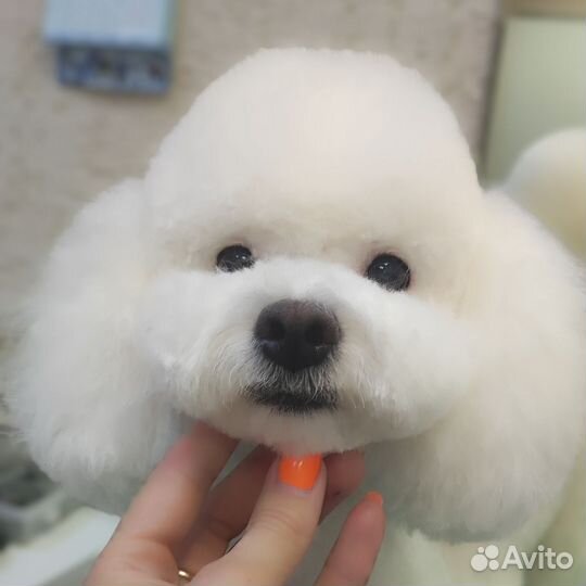 Стрижка собак (Бугры, Парнас,Мурино)