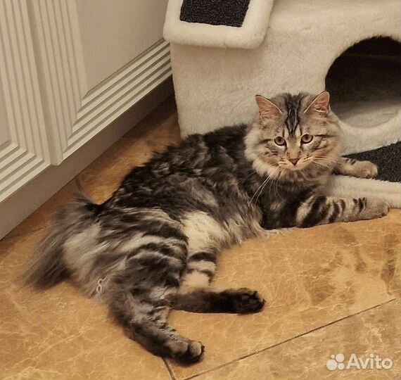 Вязка Курильский бобтейл