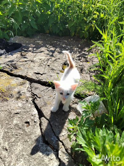 Котята в добрые руки 1 месяц