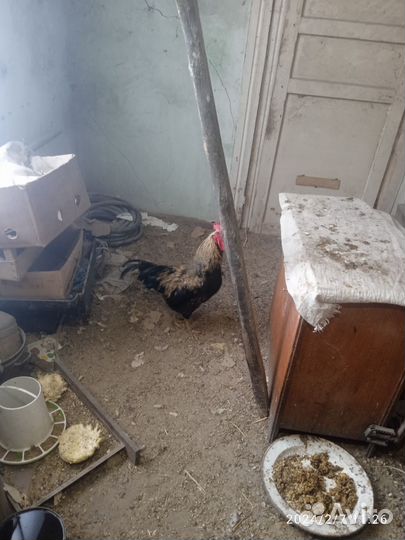 Продам Петушков