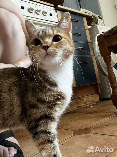 Кошки в добрые руки