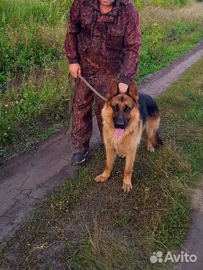 Чистокровный Немец Вязка