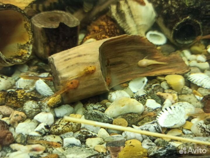 Анциструсы супер Рэд,альбиносы,простые