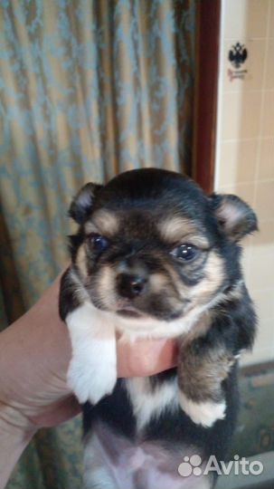 Щенки чихуахуа