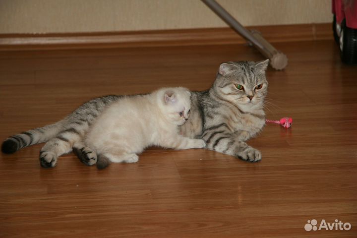 Шотландские котята