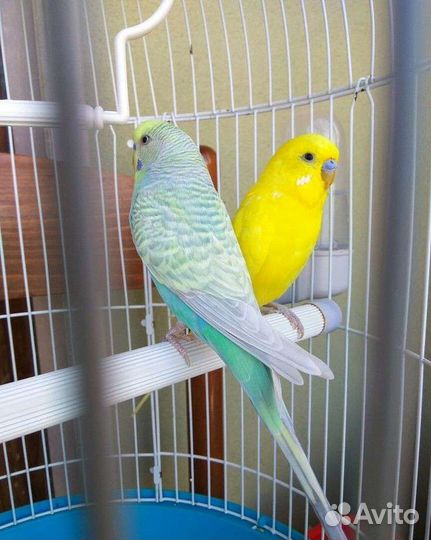 Передержка птиц, грызунов