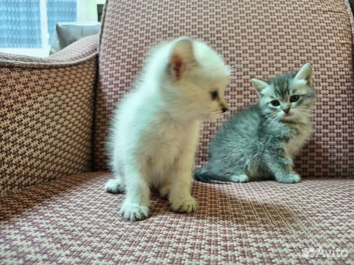 Отдам котят в добрые руки