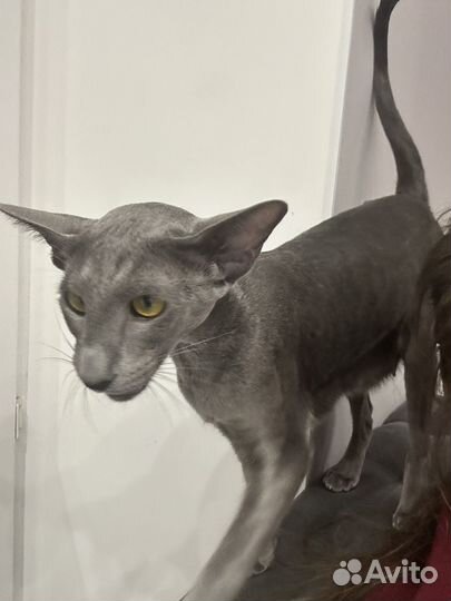 Кошка для съемок