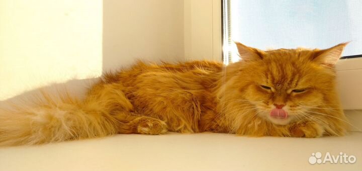 Кошка, в добрые руки