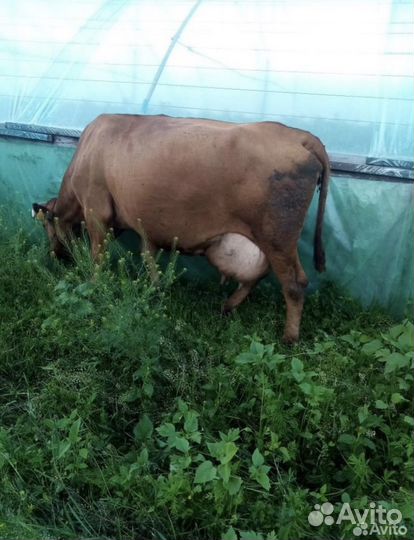Корова доенная