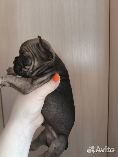 Французский бульдог