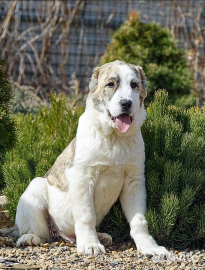 Среднеазиатская овчарка алабай щенки