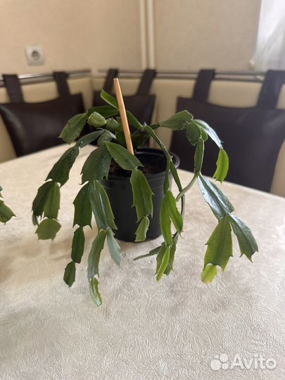 Декабрист шлюмбергера белый