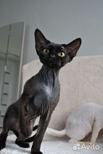 Девон-рекс котенок