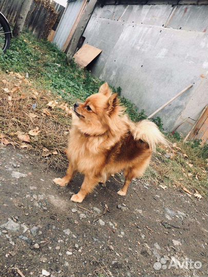 Немецкий шпиц девочка