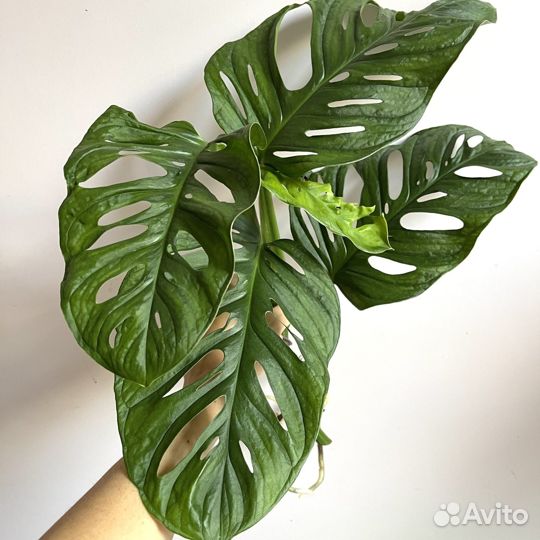 Монстера Обликва Манки Маск