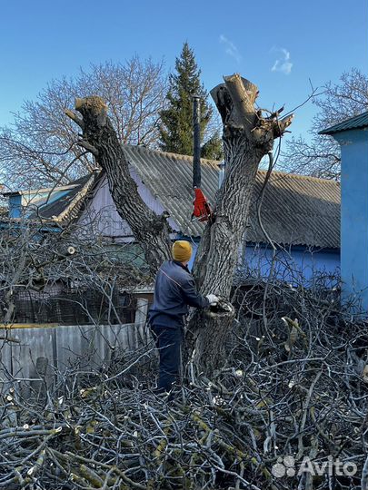 Спил деревьев, вывоз мусора