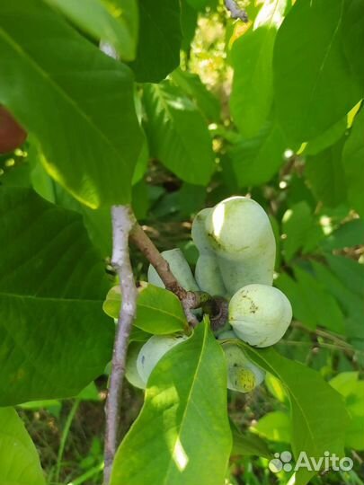 Азимина Банановое дерево саженцы