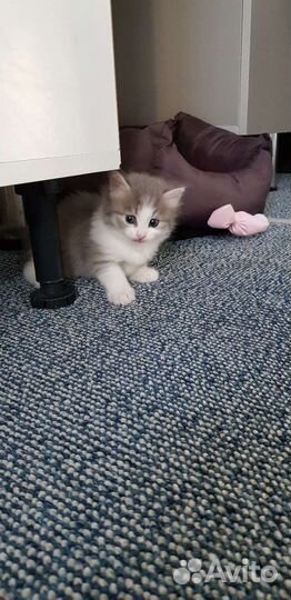 Кошки в добрые руки бесплатно