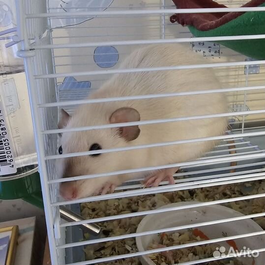 Крысята дамбо от заводчика