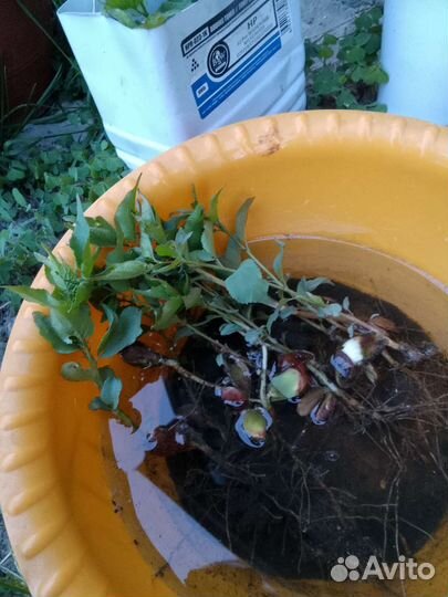 Абрикос рассада.этого года.пару однолетних