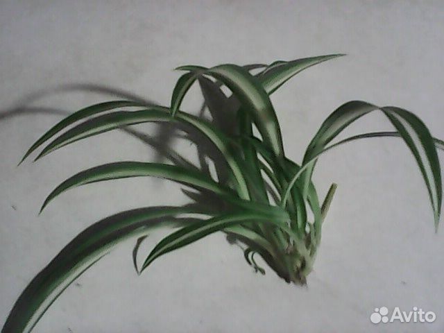 Хлорофитум