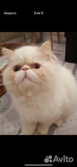 Экзотическая