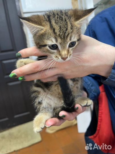 Кошка в дар бесплатно