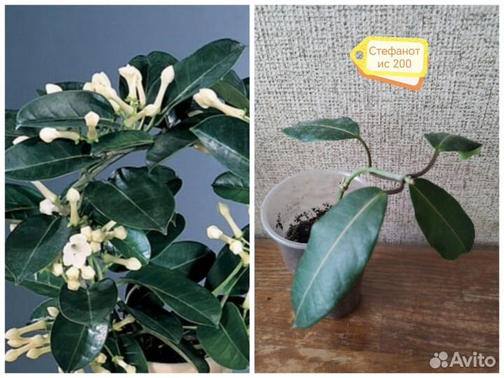 Комнатные цветы