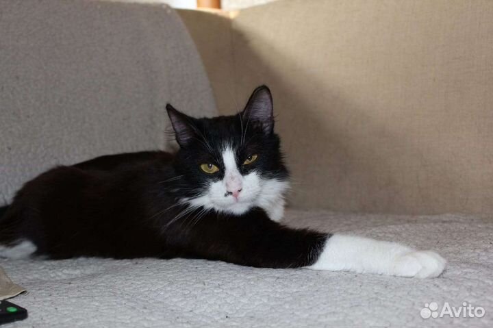 Кошечка ищет дом