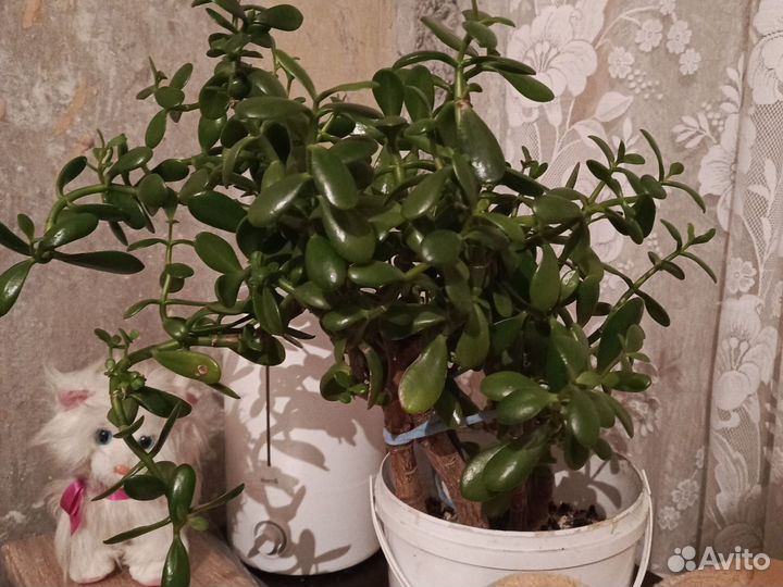 Денежное дерево толстянка