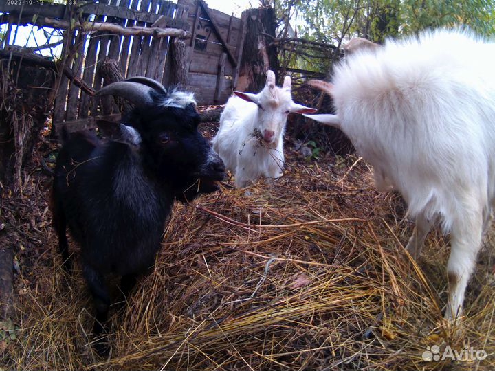 Козы дойные