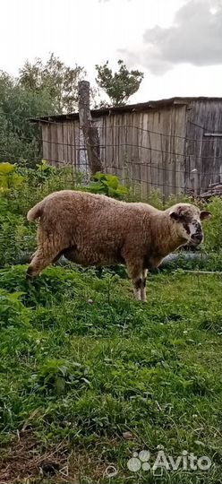 Бараны на племя