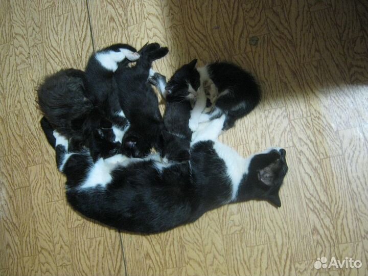 Котята мышеловы