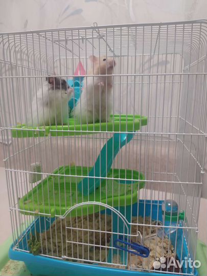 Сирийские хомяки с клеткой