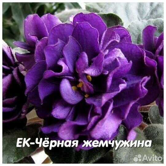 Фиалки сортовые (детки)