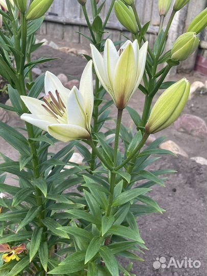 Цветы иноголетники, георгины