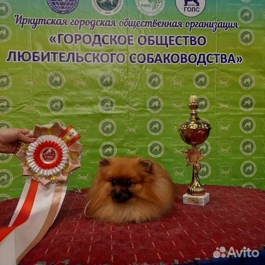 Немецкий шпиц вязка