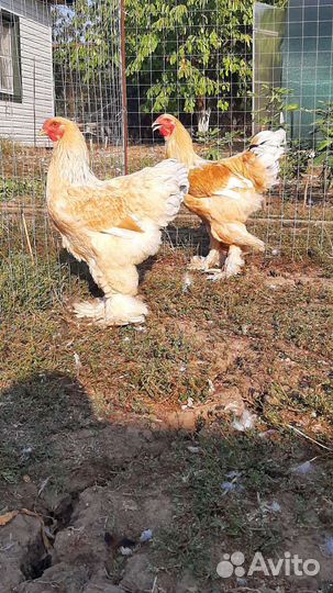 Брама,Кохинхины