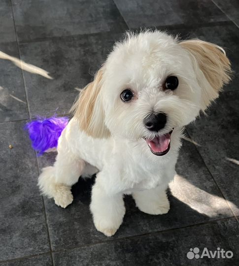 Передержка собак