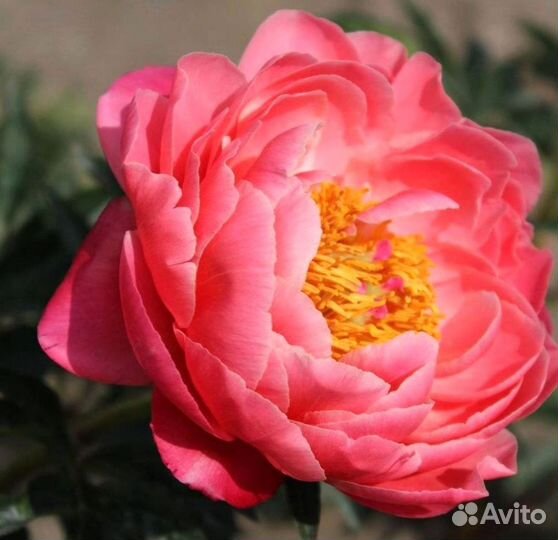 Пионы корневища Корал Чарм