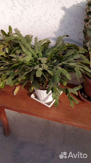 Комнатные цветы