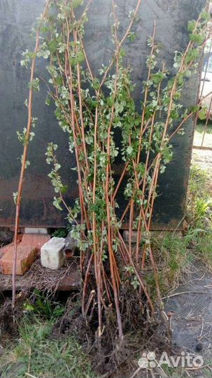 Саженцы малины