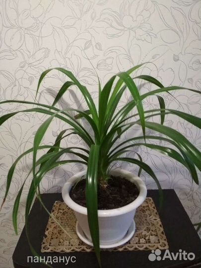 Комнатные цветы