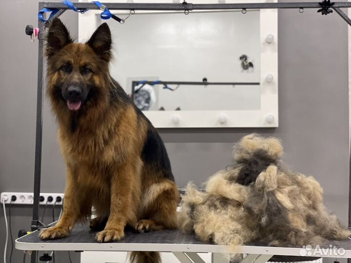 Груминг. Стрижка собак